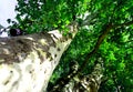 Mighty plane tree with green leafy roof 2